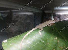 Green anole babies
