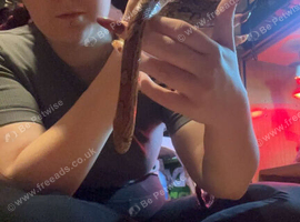 Gucci the slowinski corn snake