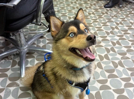Small true to type beautiful Pomsky boy looking for a new home.