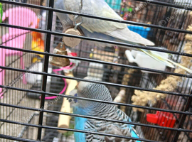 Budgies