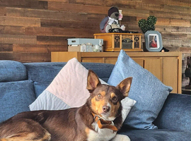 Collie