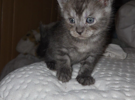 Stunning kittens ready end of June