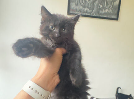 Mixed breed kittens