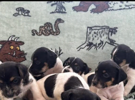Jack Russel puppies