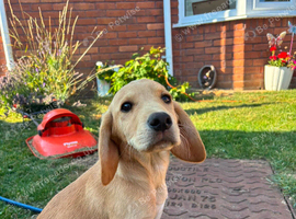BOYS READY NOW COCKERDOR Labrador x Cocker Spaniel