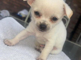 Chihuahua puppy 1 left