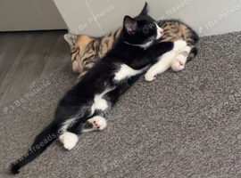 1 Male kitten needing home