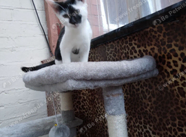 Kittens for sale