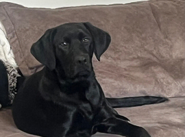 Black Labrador