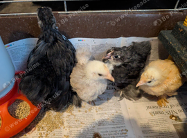 Pekin&rsquo;s  bantams