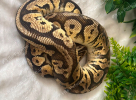 Beautiful royal pythons