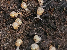 Baby Giant African land snails