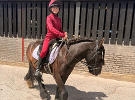 Super mario 5Yo gypsy cob