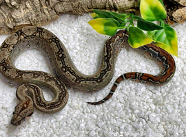 Multiple boas looking for new homes