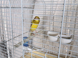 57+ Canary Birds, Goldfinches & Complete Breeding Setup for Sale &ndash; &pound;2,000