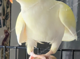Yellow female ring neck &pound;300
