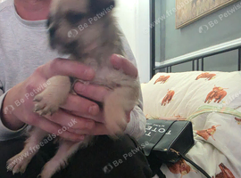 1, 8week old puppy