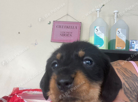 Mini dachshunds