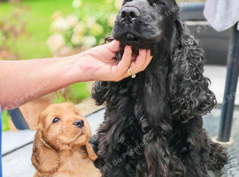COCKER  SPANIEL PUPPIES    [KC REG]