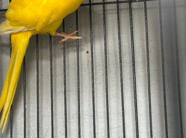 Pair of Kakari