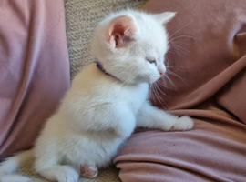 White kittens for sale