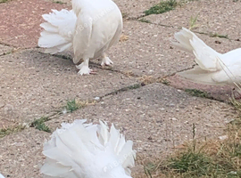 White Fantail. Pigeons