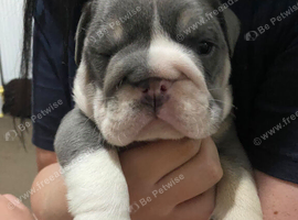 Beautiful kc English bulldogs