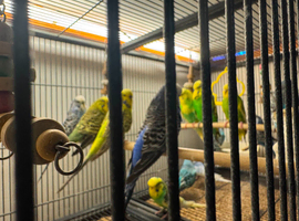 Exhibition Budgies