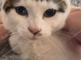 Missing white and tabby small female cat