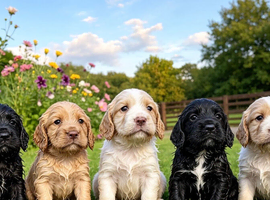 Exceptional  Cocker Spaniel Puppies