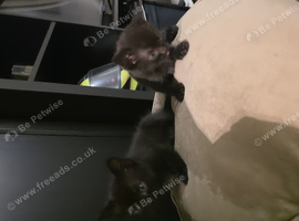 Two black kittens looking for new home