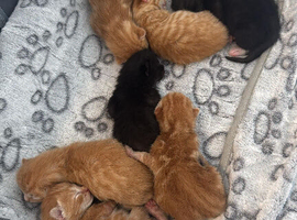 Ready 10th August Kittens