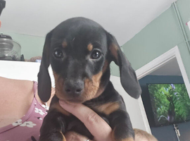 Dashhound boy 5 months