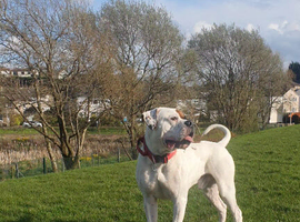 *STUD* American Bulldog