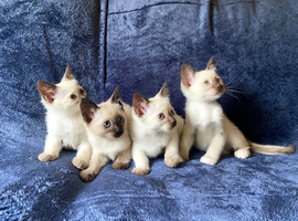 Beautiful Siamese Kittens