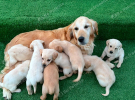Goldador puppies 10 weeks old