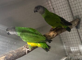 Breeding pair of Senegal parrots