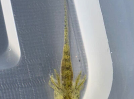 axolotl babies