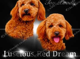 Toy poodle for stud