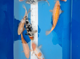 Koi carp for sale