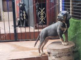 Cane corso