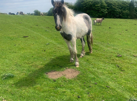 Yearling Cob Filly 14.2