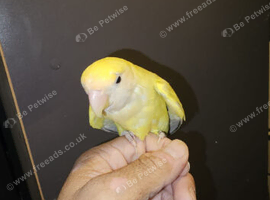 Yellow love bird silly tamed