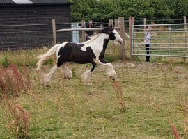 Stunning piebald cob colt
