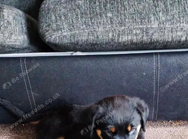 Gorgeous Rottweiler pups