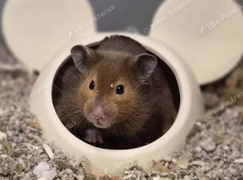 11month old female syrian hamster