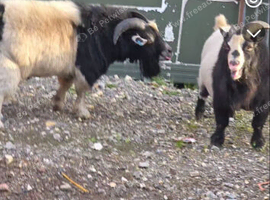 2 Billy goats