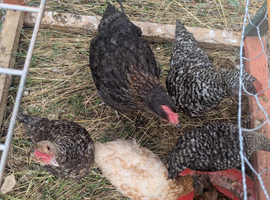 Mix breed Chickens