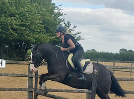14hh Cob Gelding