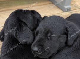 Kennel Club Black Labradors